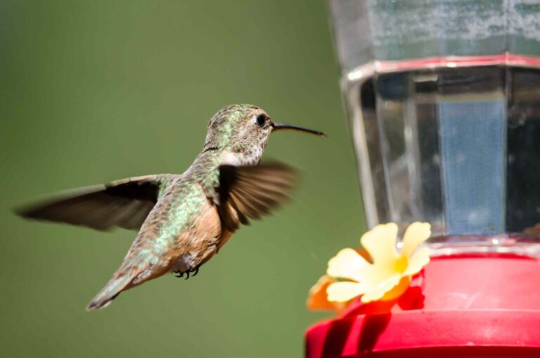 Exactly when to hang your hummingbird feeder in your area, according to ornithologists