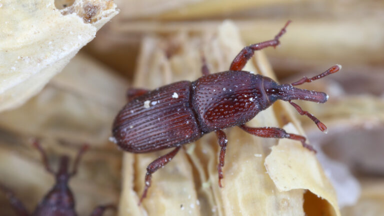 5 steps you need to take at the first sign of grain weevils in your kitchen