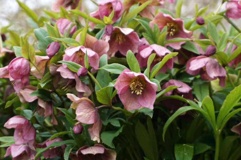 12 plants that keep weeds from taking over your garden beds